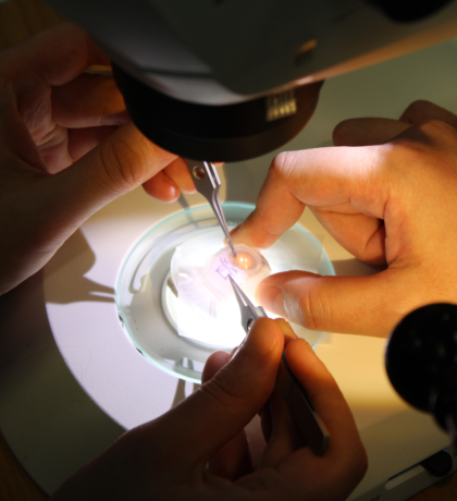 Image for Trab Lab Trabeculectomy Microsurgical Skills